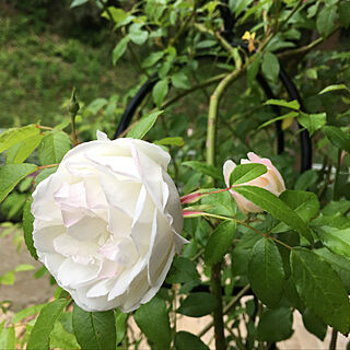 キッチン/アイスバーグ/薔薇が好き/ばら/花のある暮らし...などのインテリア実例 - 2018-05-02 09:35:48