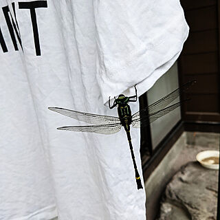 玄関/入り口/インテリアじゃなくてすみません/田舎に住む/田舎暮らし/押し逃げごめんなさい...などのインテリア実例 - 2021-07-14 17:26:10