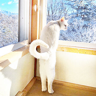 雪景色/白猫/２階/ねこのいる日常/猫のいる日常...などのインテリア実例 - 2021-12-28 19:58:23