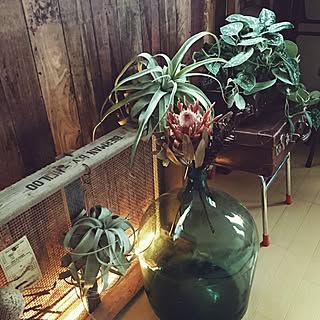 ベッド周り/塩系インテリアの会/NO GREEN NO LIFE/植物のある暮らし/植物...などのインテリア実例 - 2016-08-23 09:47:48