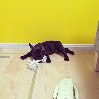 #アクセントクロス/#frenchbulldog/リビングのインテリア実例 - 2015-06-26 07:26:46