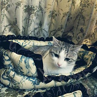 ベッド周り/猫/猫用ベッド/猫ブロガーさんのハンドメイド/オーダー品のインテリア実例 - 2015-02-27 02:00:07