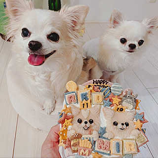 多頭飼い/誕生日おめでとう♪/犬用ケーキ/誕生日ケーキ/家族の時間...などのインテリア実例 - 2022-06-10 18:15:33