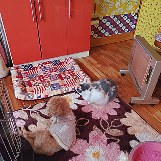 部屋全体/カラフル/遠赤外線パネルヒーター/丸型ストーブ/保護猫みけさん...などのインテリア実例 - 2022-12-17 10:45:01