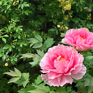 庭の花/牡丹/花のある暮らし/団地住まい/庭のある暮らし...などのインテリア実例 - 2020-04-15 07:28:55