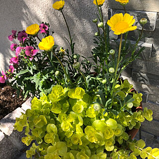 ガーデニング/春の訪れ/黄色い花/庭/ベッド周りのインテリア実例 - 2022-04-03 21:04:44