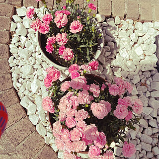 お花のある生活❁/カーネーション鉢植え/玄関/入り口のインテリア実例 - 2022-06-07 07:44:59