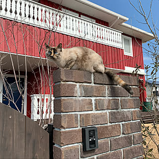 輸入住宅/北欧住宅 /赤い家/ねこのいる日常/猫と暮らす家...などのインテリア実例 - 2021-03-21 23:26:33