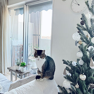 クリスマス/壁/天井/IKEA/クリスマスツリー/ねこのいる風景...などのインテリア実例 - 2023-12-23 18:34:13