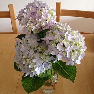 机/植物/紫陽花/切り花のインテリア実例 - 2014-06-11 16:24:45
