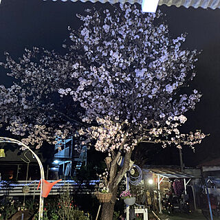 この時期だけのお楽しみ☆/寝ながら夜桜のインテリア実例 - 2022-04-09 20:16:30