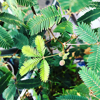 観葉植物/多肉寄せ植え/観葉植物/多肉植物/ムーミン...などのインテリア実例 - 2020-11-23 09:21:48