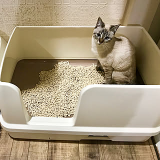 バス/トイレ/デオトイレ快適ワイド/デオトイレ/ねこトイレ/ねこ...などのインテリア実例 - 2019-02-09 18:09:33