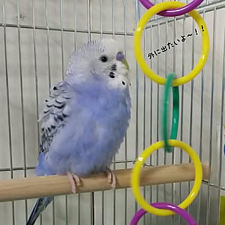 机/セキセイインコ/賃貸でも楽しく♪/インコと暮らす家/いいね♪いつもありがとうございます❤️...などのインテリア実例 - 2016-11-17 20:08:20