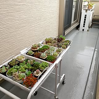 部屋全体/多肉植物/デルムンド/百均/寄せ植え...などのインテリア実例 - 2023-05-19 12:12:34