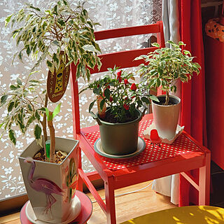 部屋全体/カラフル/赤。/椅子好き/観葉植物。...などのインテリア実例 - 2021-08-29 00:45:26
