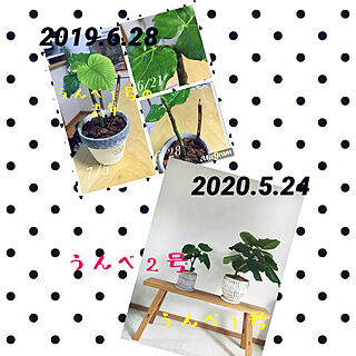 成長記録/観葉植物/HKSさんのウンベラータ❤/無印良品のベンチ/植物のある暮らし...などのインテリア実例 - 2020-05-24 14:29:19