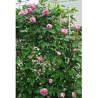 玄関/入り口/庭/アーチ/薔薇が好き/花のある暮らし...などのインテリア実例 - 2016-05-10 08:32:20