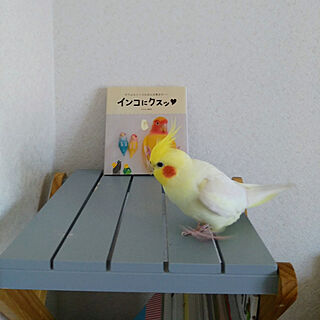 棚/鳥部/鳥/RCの出会いに感謝♡/インコ...などのインテリア実例 - 2020-05-12 19:39:17