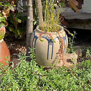 古い水瓶/水瓶/お隣さんからの頂き物/穴あきレンガ/水生植物...などのインテリア実例 - 2021-11-19 08:49:00