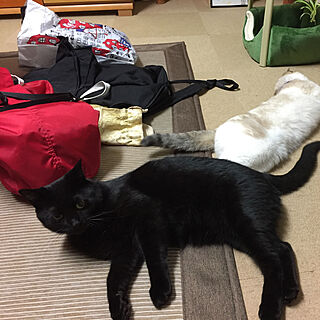 リビング/猫/黒猫のインテリア実例 - 2018-07-17 17:12:42