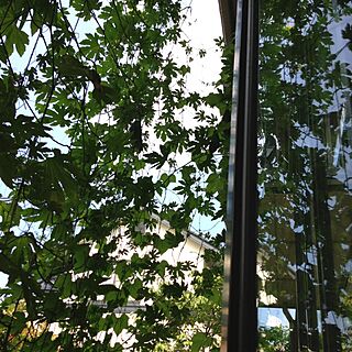 庭＊/ゴーヤ/家庭菜園/窓/緑のカーテンのインテリア実例 - 2013-08-16 09:50:17
