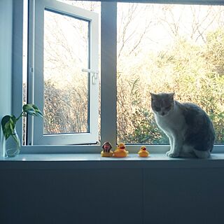 バス/トイレ/ねこのいる風景/おうち時間を楽しむ/猫と一緒に昼風呂入ってます/お気に入り窓...などのインテリア実例 - 2016-12-17 13:14:10