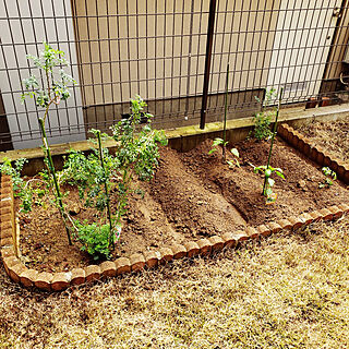 庭/家庭菜園/DIY/土/庭土のインテリア実例 - 2020-04-05 16:16:27