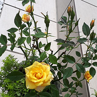 部屋全体/6月の庭/薔薇のある暮らし/お庭のお花♡/ミニ薔薇のインテリア実例 - 2021-06-05 18:26:43