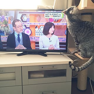 棚/キャットタワー/テレビ/ねこ/シマシマ...などのインテリア実例 - 2016-02-11 21:20:10