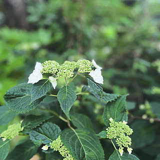 庭のお花/観葉植物/玄関/入り口のインテリア実例 - 2023-05-28 09:50:51