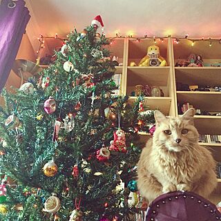 リビング/イギリス/クリスマスツリー/ヴィンテージ/猫と暮らす。...などのインテリア実例 - 2016-12-05 21:23:05