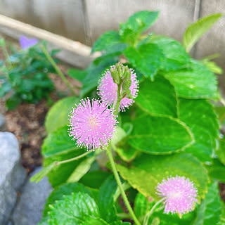 オジギソウの花/オジギソウ/お庭が大好き/お庭のある暮らし/RCの出会いに感謝♡...などのインテリア実例 - 2020-09-12 08:01:35