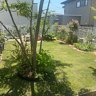 庭/DIY/芝生の庭/ばらの庭/はなのある暮らし...などのインテリア実例 - 2021-05-28 09:06:32