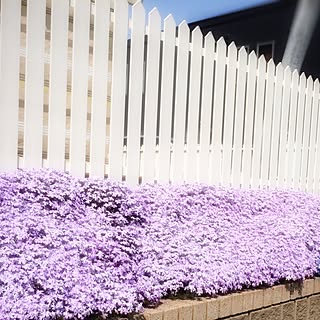 玄関/入り口/いいね押し逃げごめんなさい(>_<)/土留め/白いフェンス/芝桜...などのインテリア実例 - 2017-05-31 09:28:53