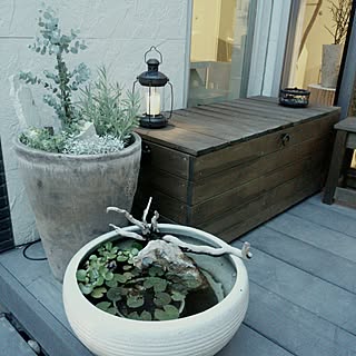 睡蓮鉢のおしゃれなアレンジ 飾り方のインテリア実例 Roomclip ルームクリップ