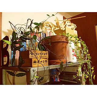 棚/蚤の市で購入/観葉植物/一人暮らしのインテリア実例 - 2015-10-31 22:00:37