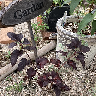 棚/アメリカテマリシモツケ/花のある暮らし/植物のある暮らし/庭仕事が好き...などのインテリア実例 - 2021-08-12 23:30:32