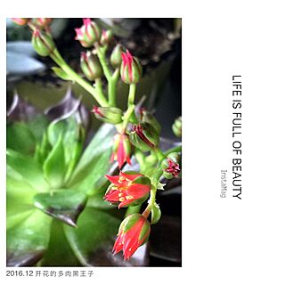 観葉植物/多肉植物/Flowers/Torontoのインテリア実例 - 2017-01-03 12:56:47