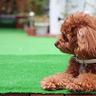 人工芝/ルーフバルコニー/2019.08.05/愛犬ちぇりー/バルコニー...などのインテリア実例 - 2019-08-08 17:09:55