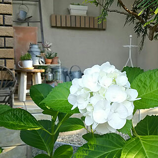 玄関/入り口/玄関先/白い花が好きのインテリア実例 - 2018-06-03 17:56:55