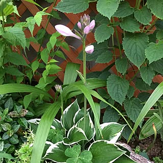 玄関/入り口/ギボウシ/花のある暮らし/夏の植物/玄関脇の花壇...などのインテリア実例 - 2017-07-03 09:03:55