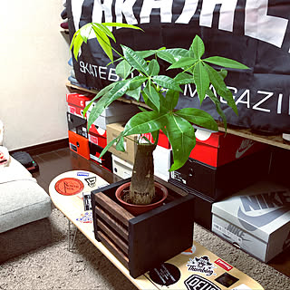 鉢カバーDIY /鉢カバー/雑貨/スニーカー好き/観葉植物...などのインテリア実例 - 2020-08-14 19:03:49