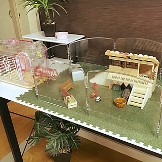 部屋全体/DIY/ハムスターハウス/seria/木箱リメイク...などのインテリア実例 - 2016-08-30 23:06:59