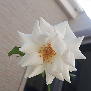 部屋全体/私の癒し/薔薇のある暮らし/9月の庭/駐車場からお庭へ‥…...などのインテリア実例 - 2022-09-04 09:39:32