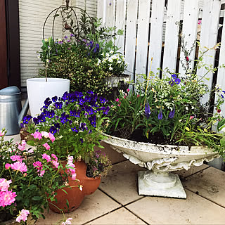 玄関/入り口/木の樽の植木鉢/白い植木鉢/お花のある暮らし/植木鉢...などのインテリア実例 - 2018-05-27 10:04:09