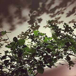 部屋全体/光の影/ピアノの上/観葉植物のインテリア実例 - 2015-05-28 10:40:33