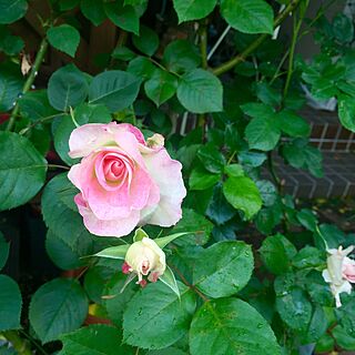 玄関/入り口/マチルダ/薔薇が好き/ばら/薔薇...などのインテリア実例 - 2016-05-04 08:03:24