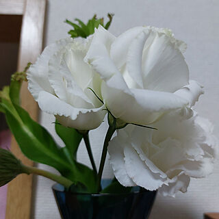 リビング/植物/花/白い花のインテリア実例 - 2022-11-13 22:51:47
