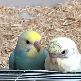 インコ大好き♡のインテリア実例 - 2017-02-25 20:58:47